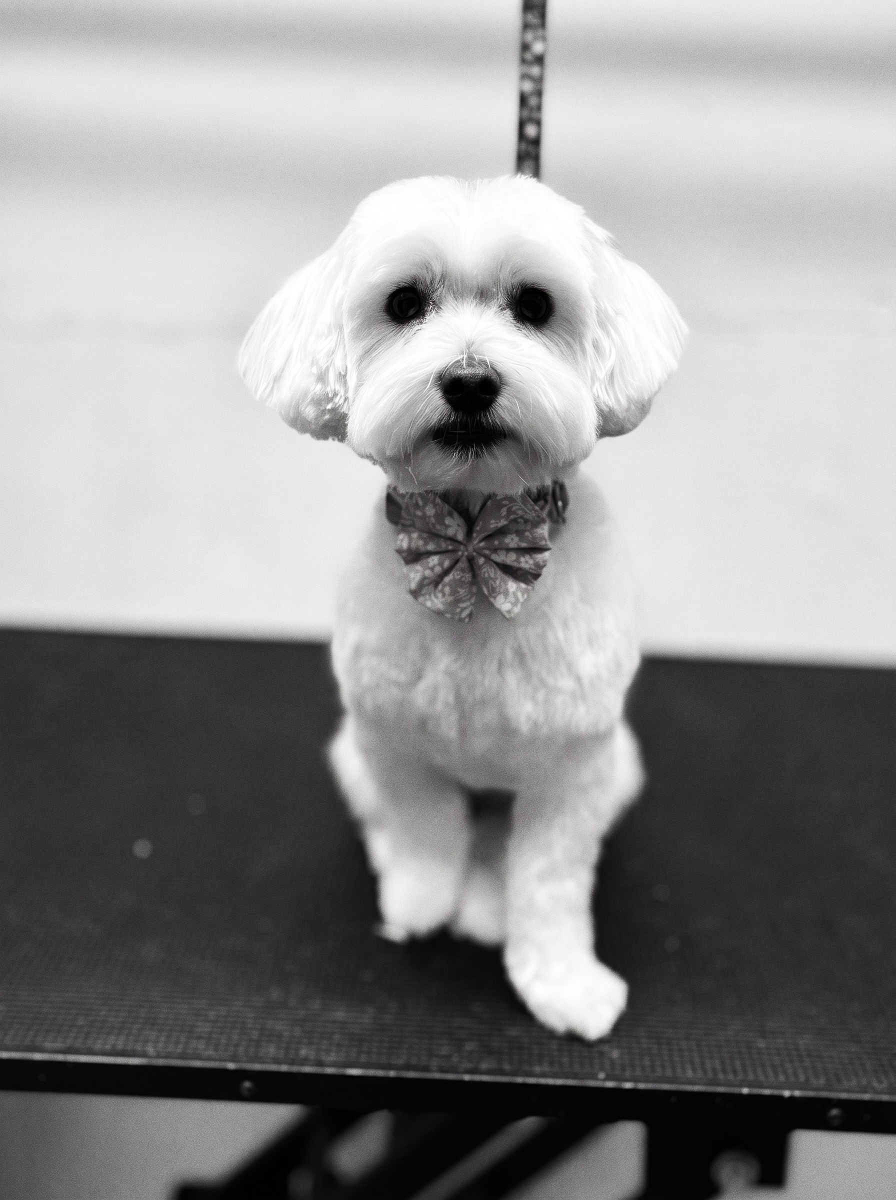 Pear Tree Dog Grooming in Uxbridge London
