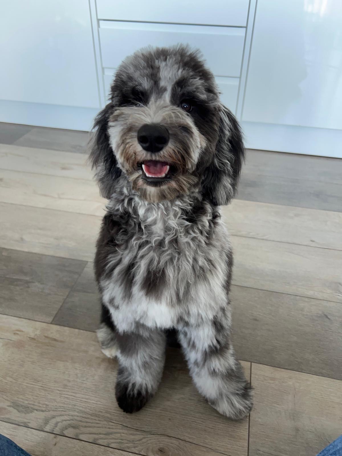 Pear Tree Dog Grooming in Uxbridge London