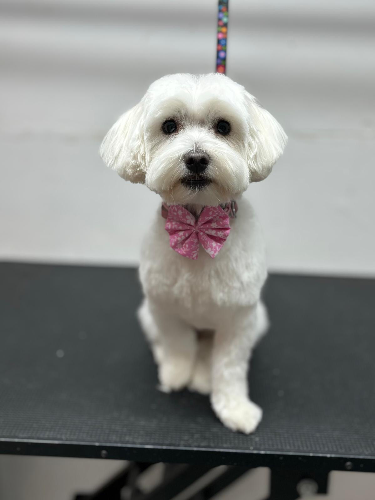 Pear Tree Dog Grooming in Uxbridge London